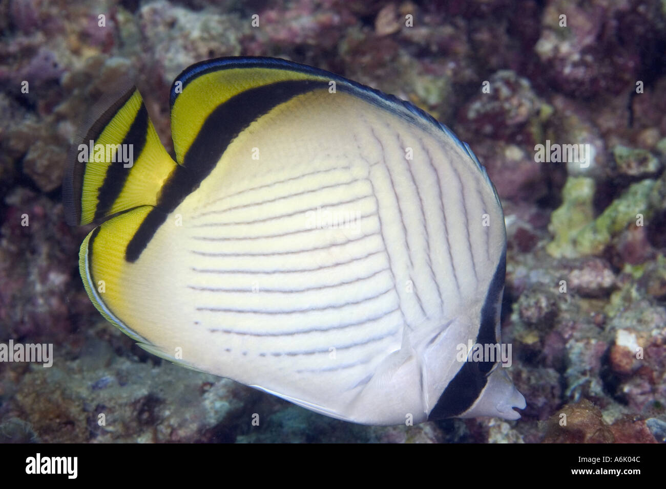 Vagabond butterflyfish Chaetodon vagabundus reach nine inches in length and are often found in pairs Malaysia  Stock Photo