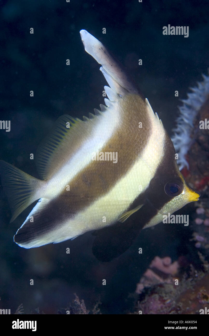 The pennant bannerfish Heniochus chrysostomus Malaysia Stock Photo Alamy