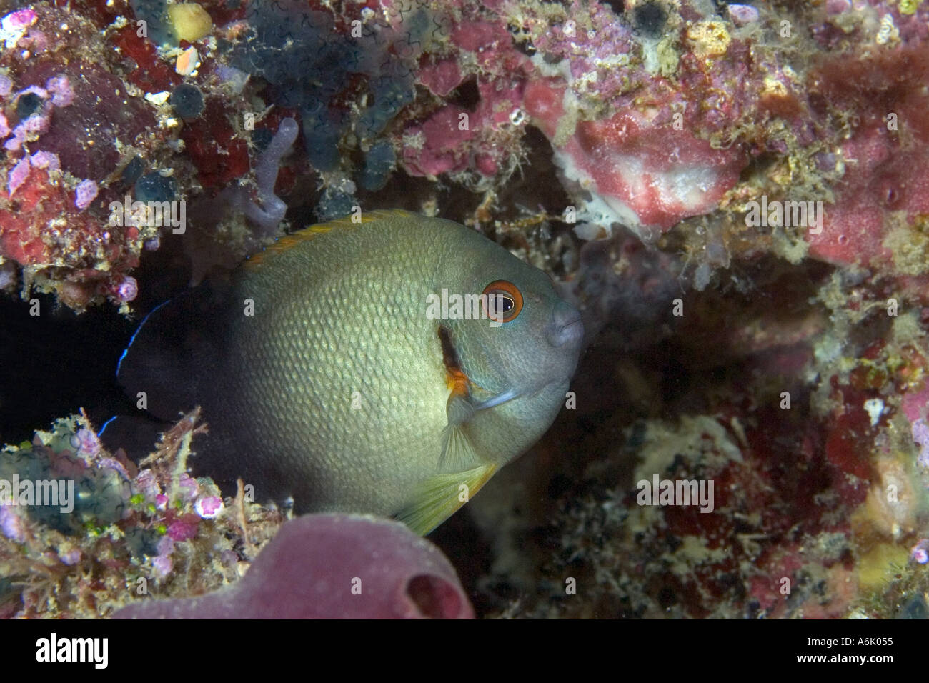 Pearlscale angelfish Centropyge vrolikii Sipidan Island Malaysia  Stock Photo