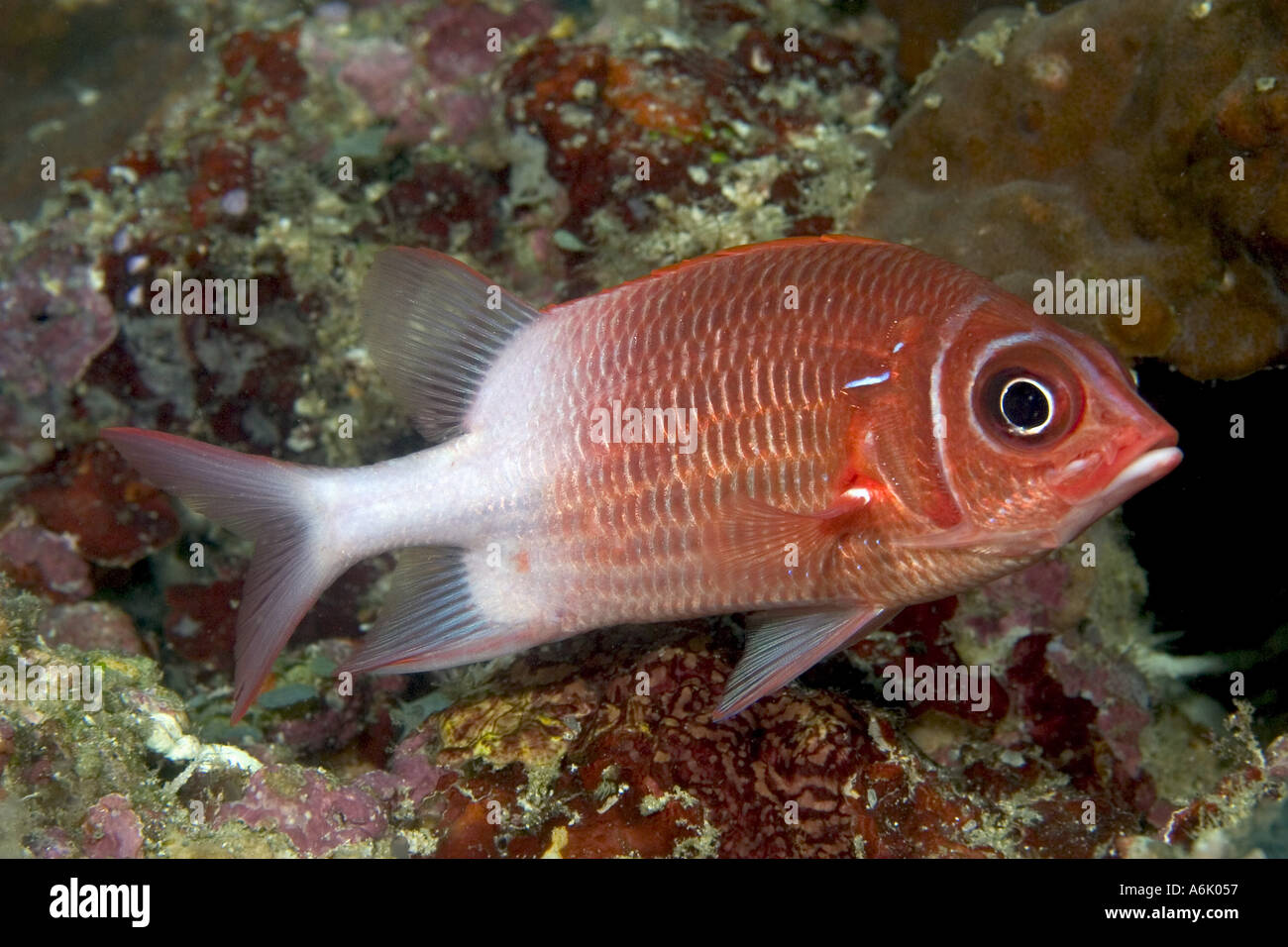 Tailspot squirrelfish Sargocentron caudimaculatum Mabul Island Malaysia  Stock Photo