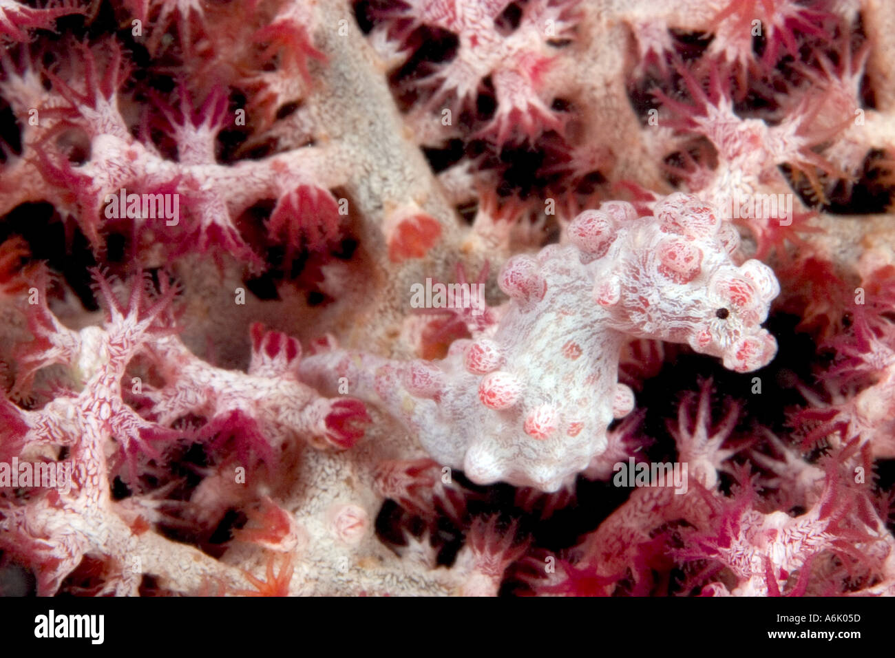 Pygmy seahorse Hippocampus bargibanti Mabul Island Malaysia  Stock Photo