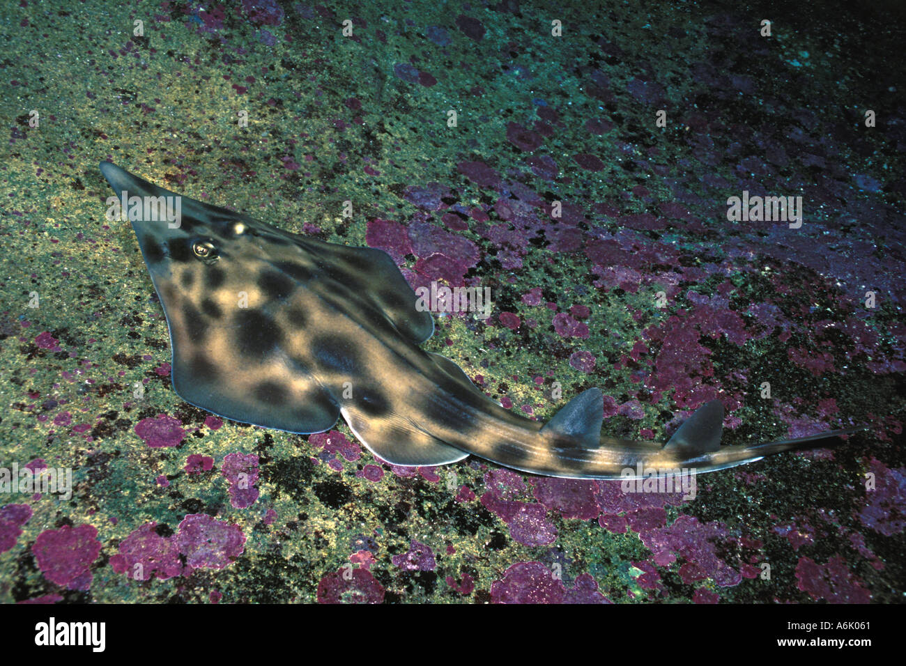 The Eastern shovelnose ray Aptychotrema rostrata is found near shore and in estuaries Australia  Stock Photo