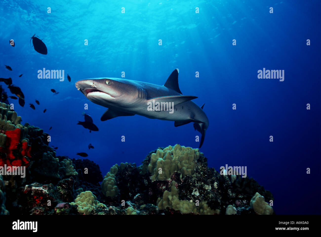 Sunrays provide the background for this portrait of a whitetip reef shark Triaenodon obesus at Molokini Island Hawaii  Stock Photo