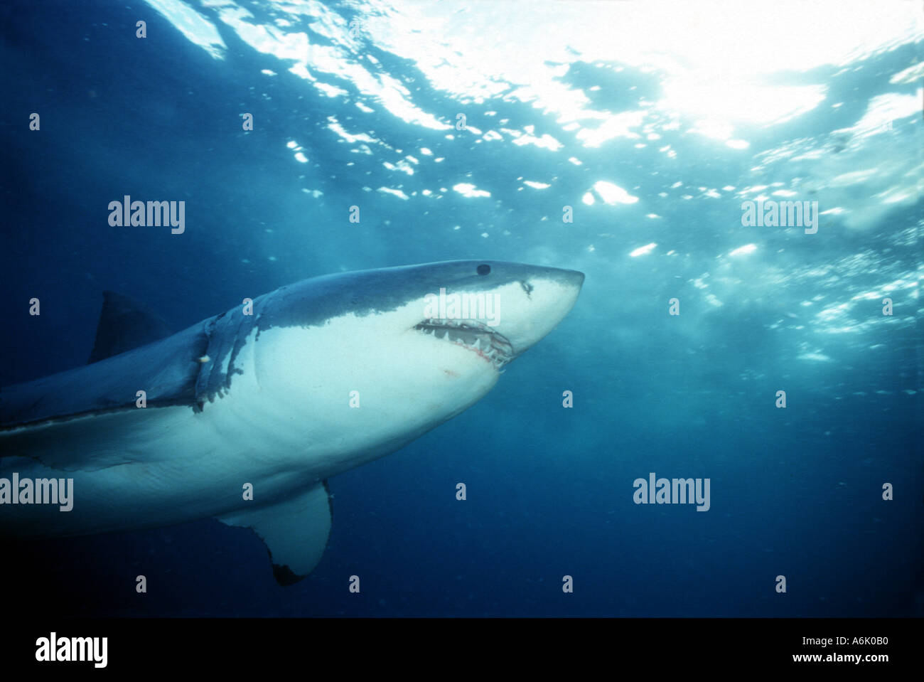 The great white shark Carcharodon carcharias is also known as a white pointer and white death South Australia  Stock Photo