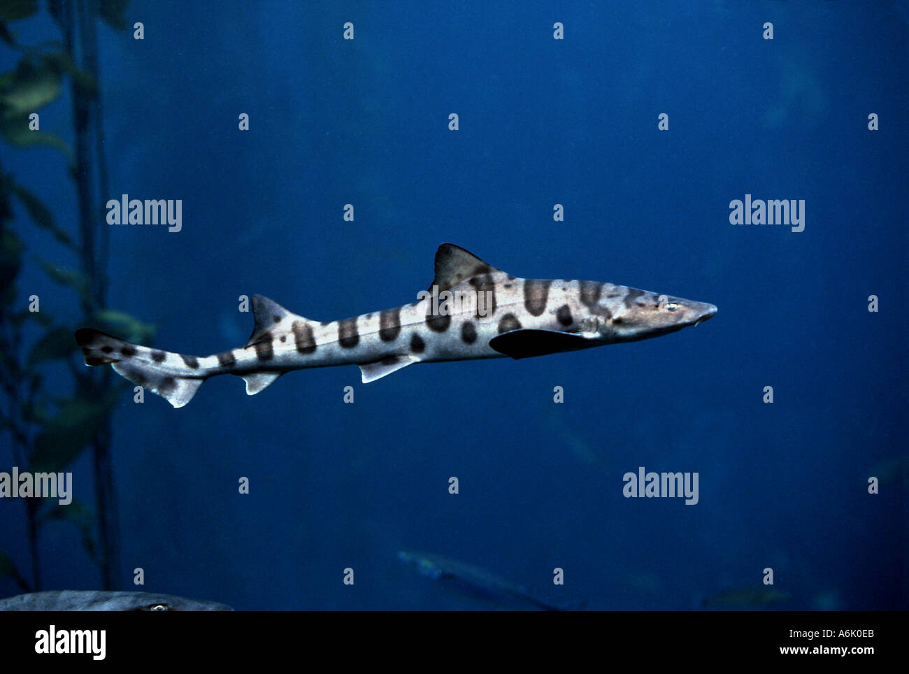 LEOPARD SHARK Triakis semifasciata CALIFORNIA USA  Stock Photo