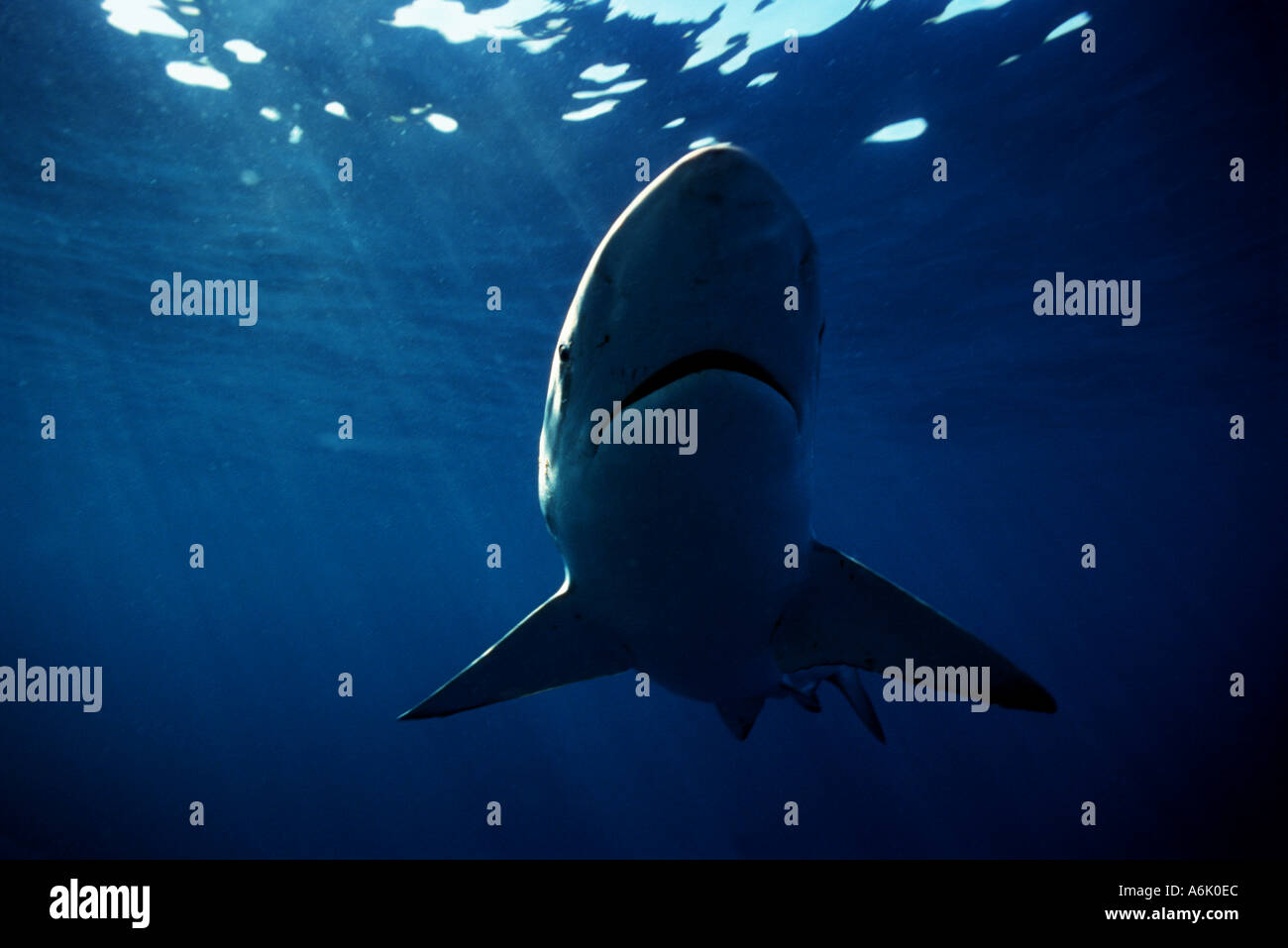 BRONZE WHALER SHARK Carcharhinus brachyurus SOUTH AUSTRALIA Stock Photo