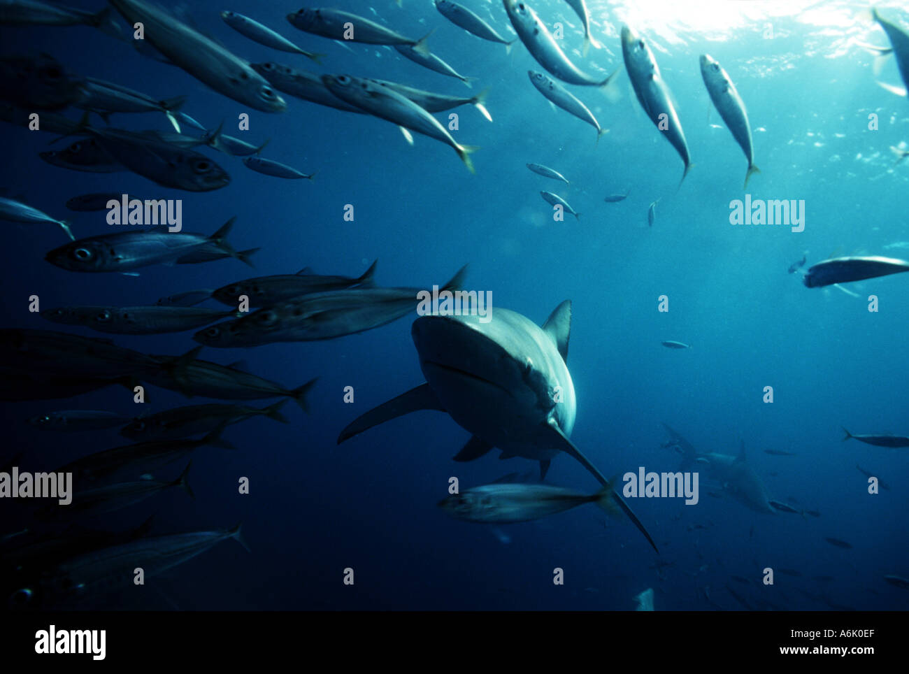 BRONZE WHALER SHARK Carcharhinus brachyurus SOUTH AUSTRALIA Stock Photo