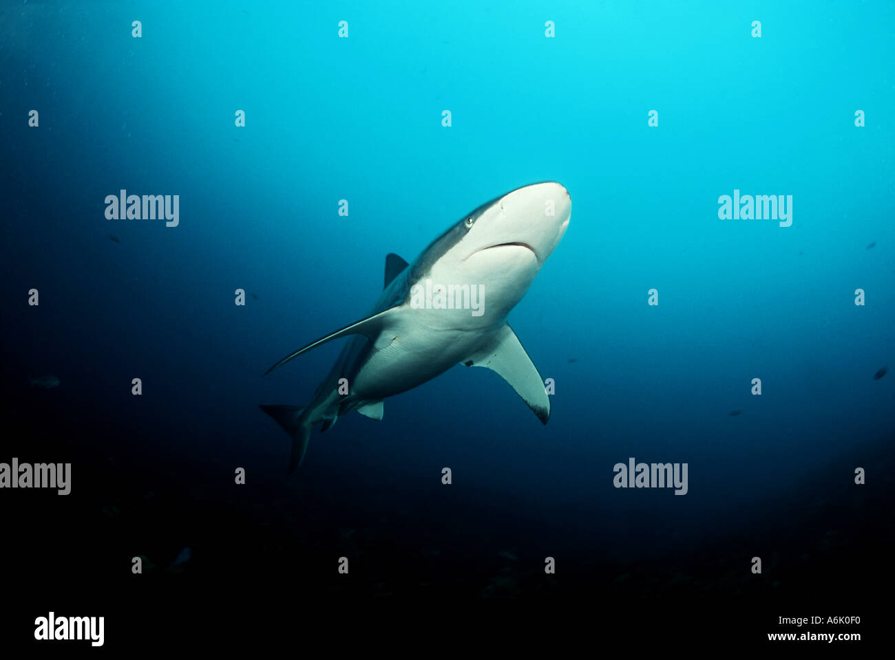 BRONZE WHALER SHARK Carcharhinus brachyurus SOUTH AUSTRALIA Stock Photo