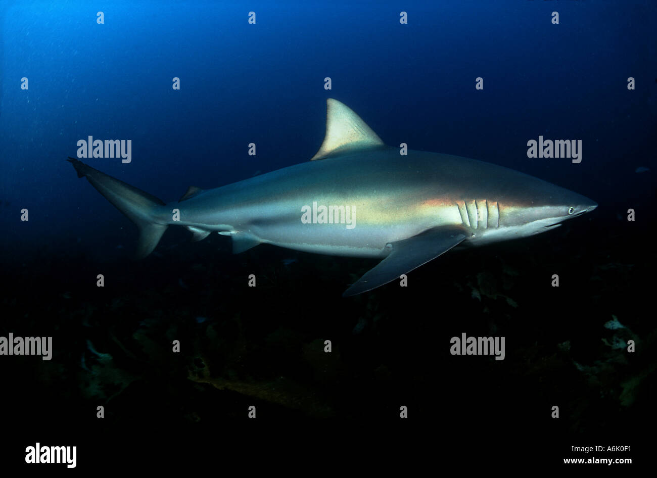 BRONZE WHALER SHARK Carcharhinus brachyurus SOUTH AUSTRALIA Stock Photo
