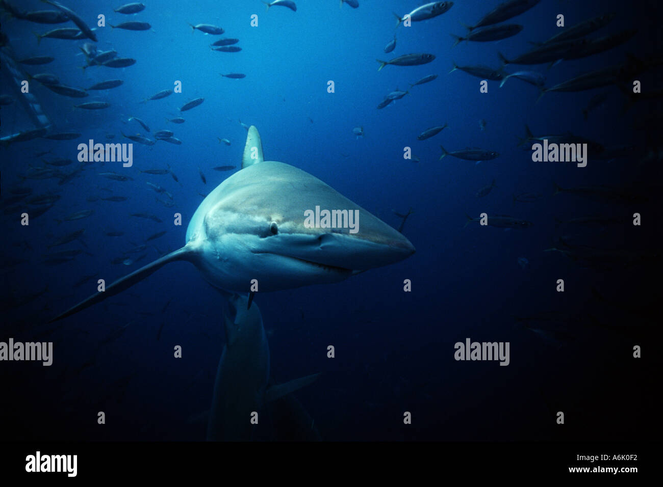 BRONZE WHALER SHARK Carcharhinus brachyurus SOUTH AUSTRALIA Stock Photo