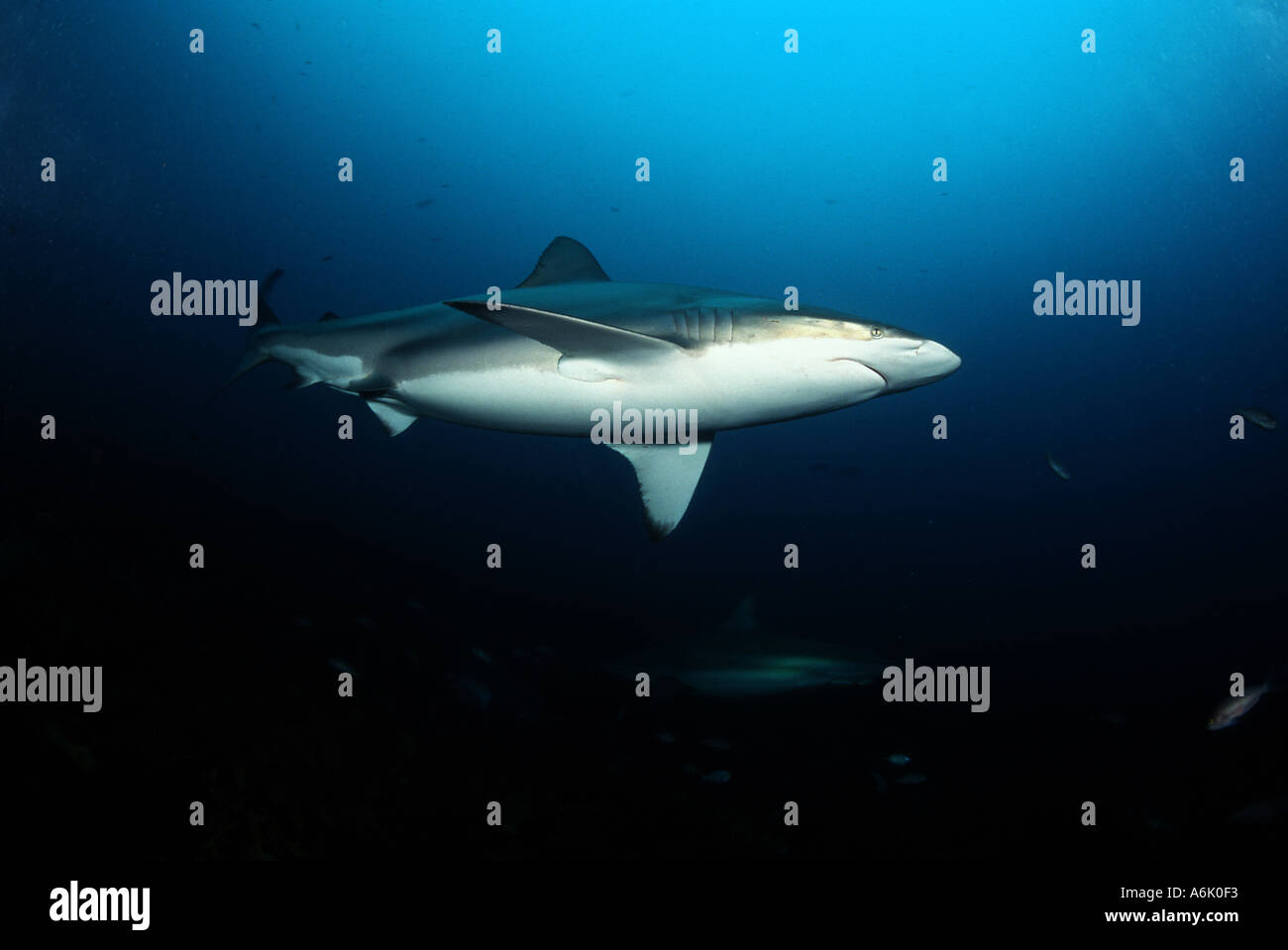 BRONZE WHALER SHARK Carcharhinus brachyurus SOUTH AUSTRALIA Stock Photo