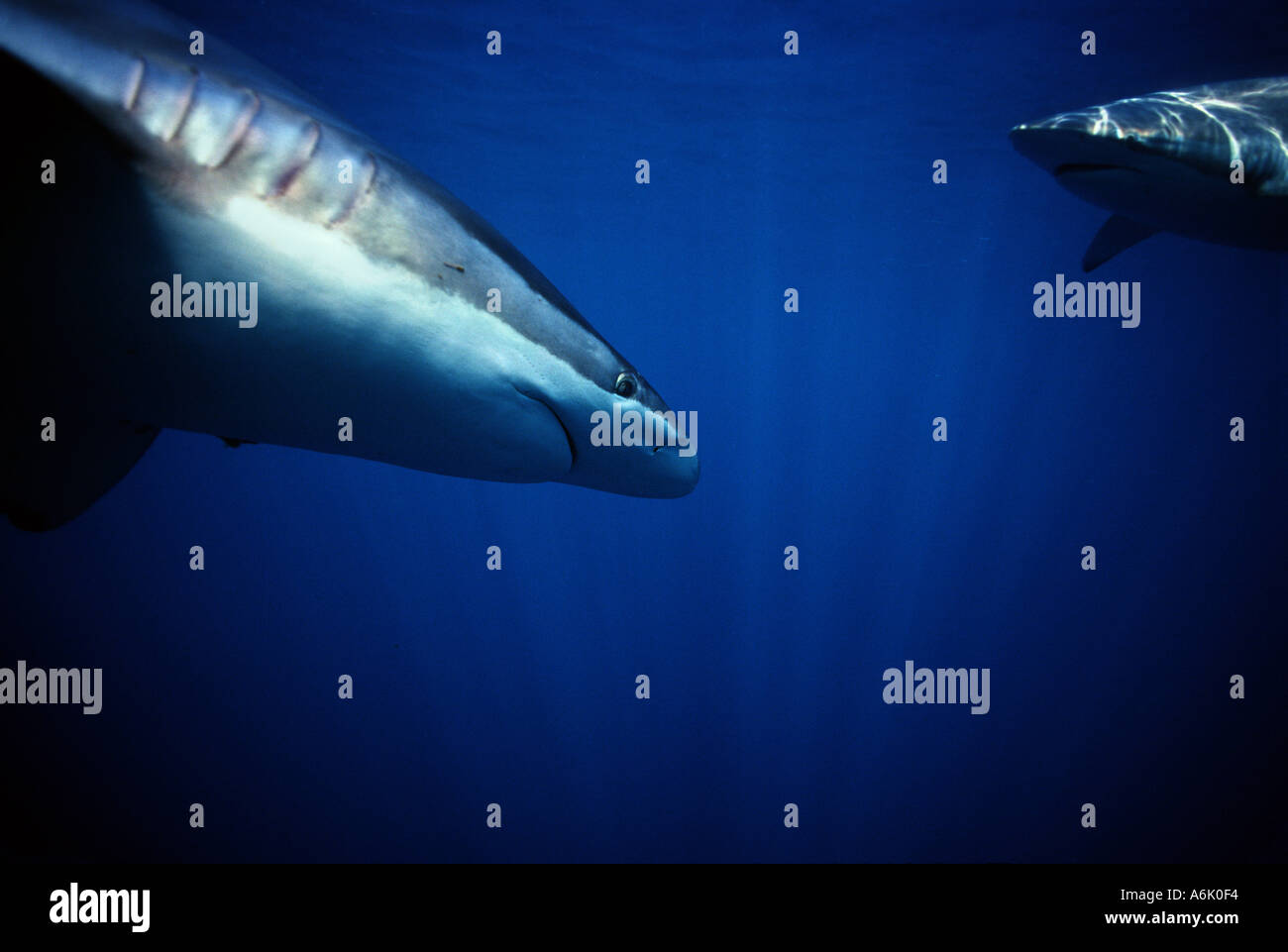 BRONZE WHALER SHARK Carcharhinus brachyurus SOUTH AUSTRALIA Stock Photo