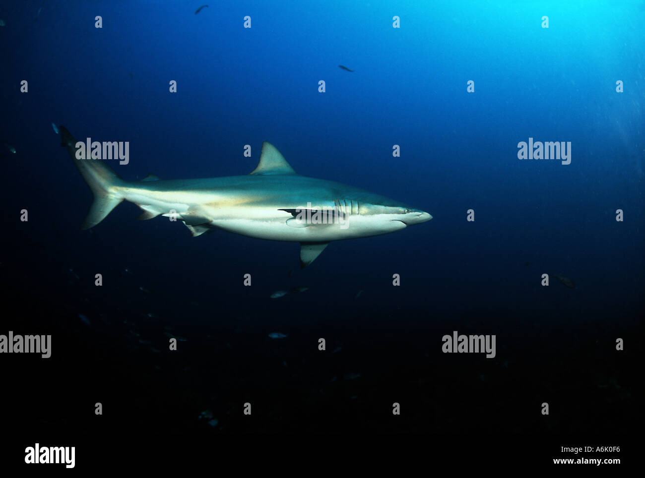 BRONZE WHALER SHARK Carcharhinus brachyurus SOUTH AUSTRALIA Stock Photo