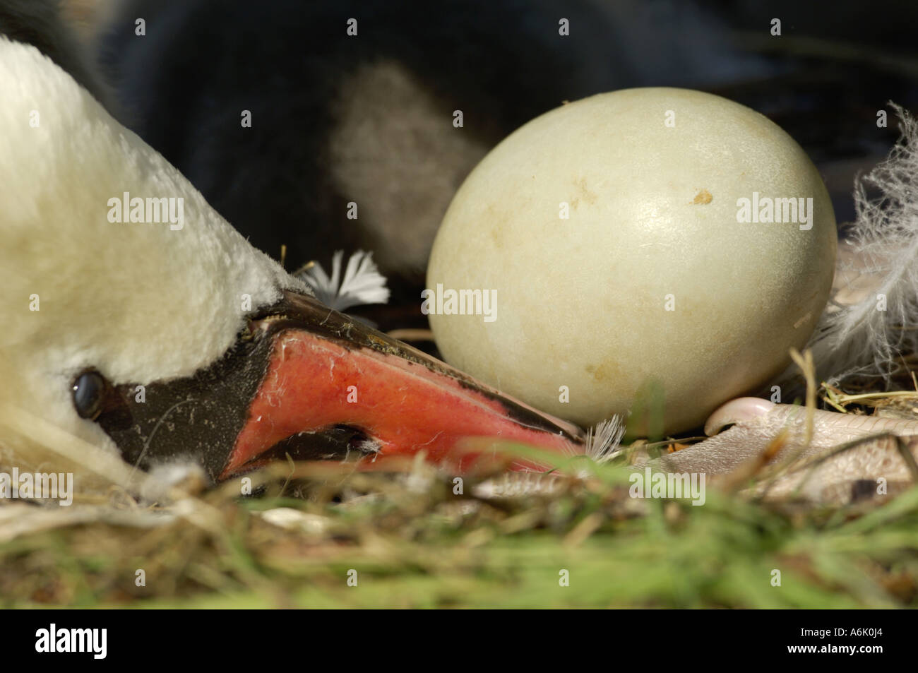 mute swan (Cygnus olor), swan turns over an egg Stock Photo Alamy