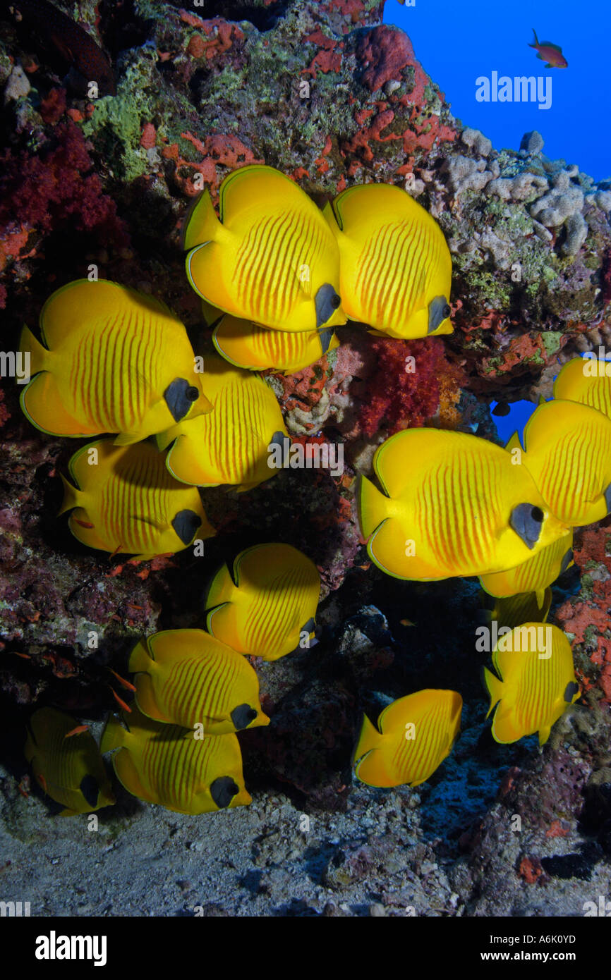 school of yellow butterflyfish Chaetodon semilarvatus Stock Photo