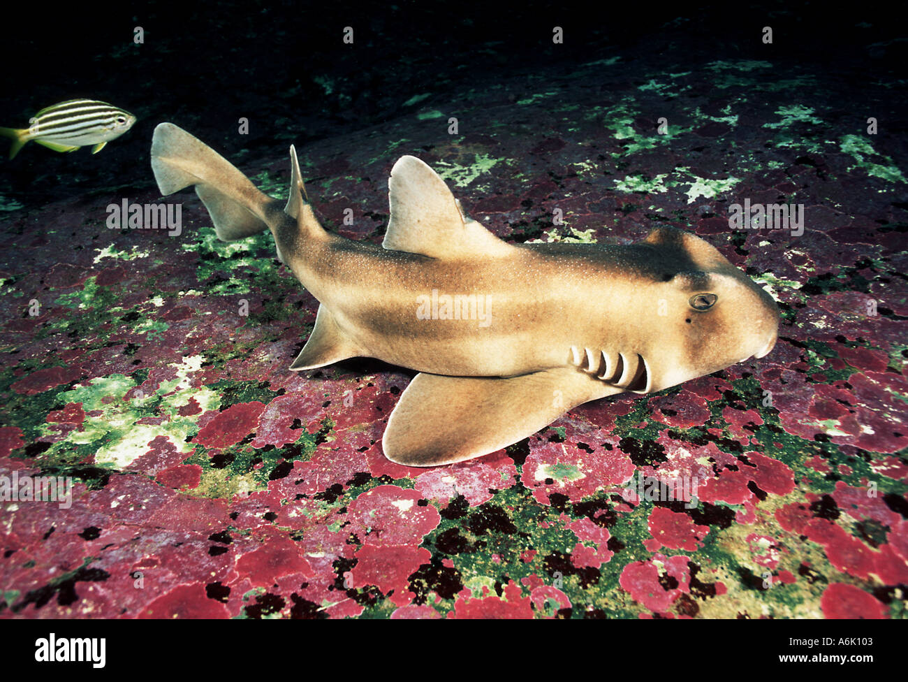 CRESTED HORN SHARK Heterodontus galeatus AUSTRALIA Stock Photo Alamy