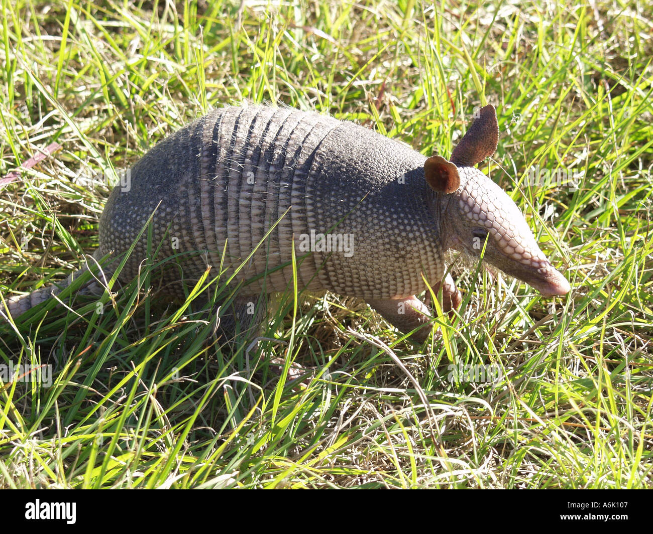 Armadillo burrow hi-res stock photography and images - Alamy