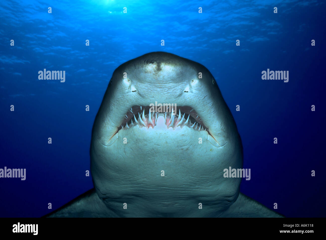 SAND TIGER SHARK Eugomphodus taurus AUSTRALIA Stock Photo - Alamy