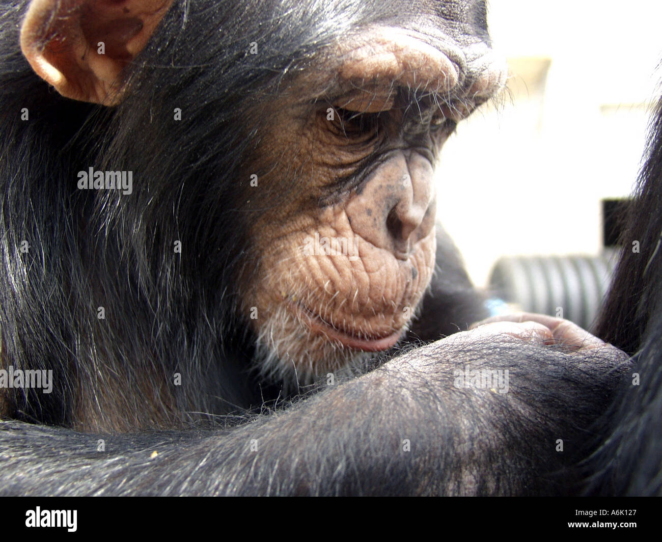 Chimpanzee focuses on the task at hand quite intently Stock Photo