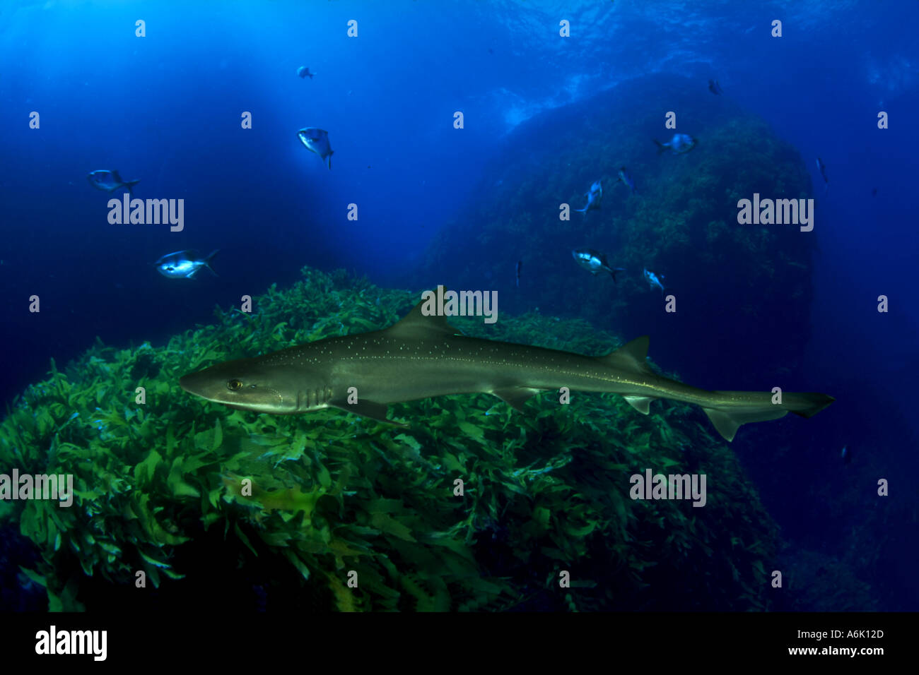 Gummy shark Mustelus antarcticus South Australia Digital composite  Stock Photo