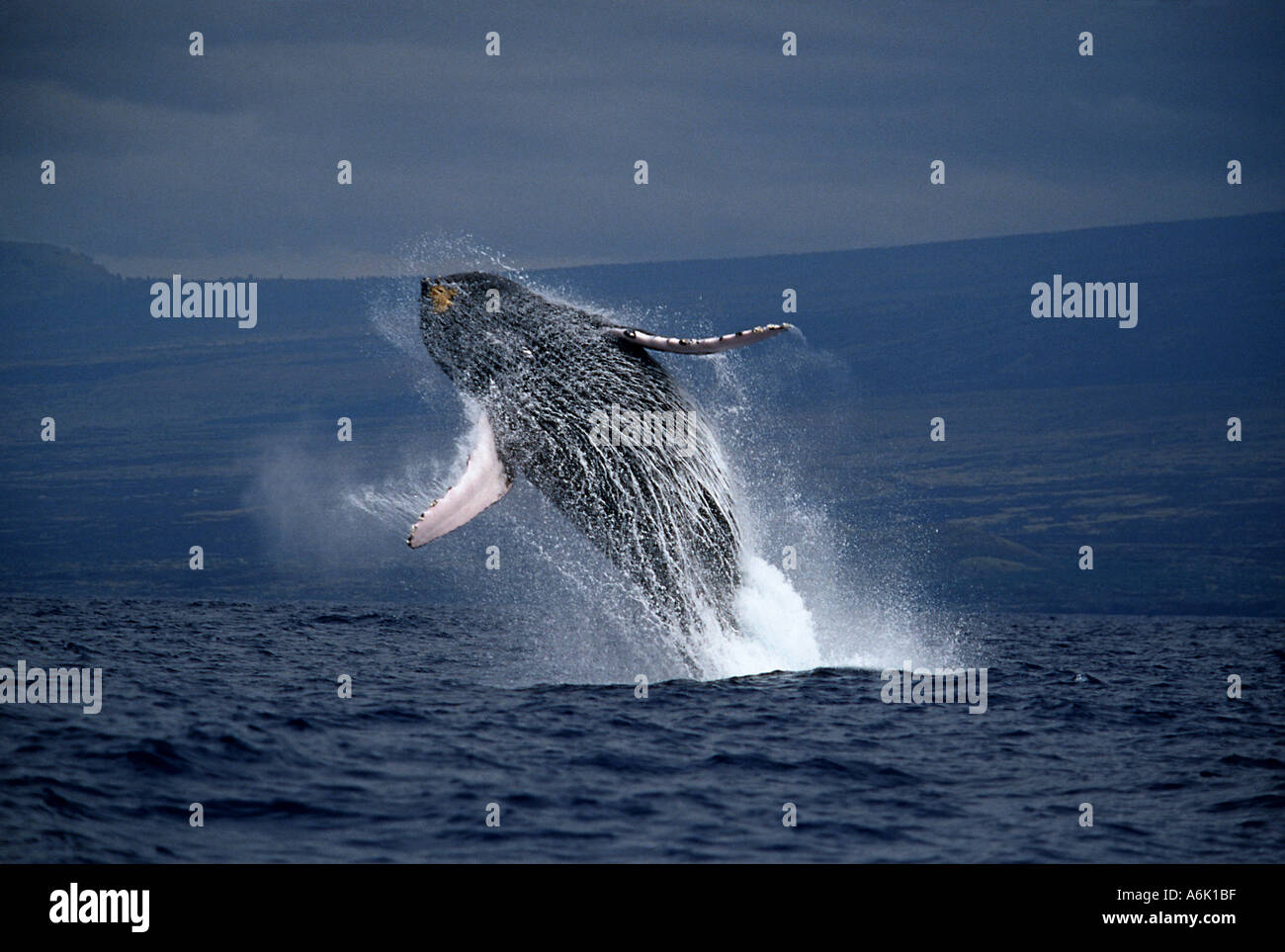 BREACHING HUMPBACK WHALE Megaptera novaeangliae. HAWAII Stock Photo - Alamy