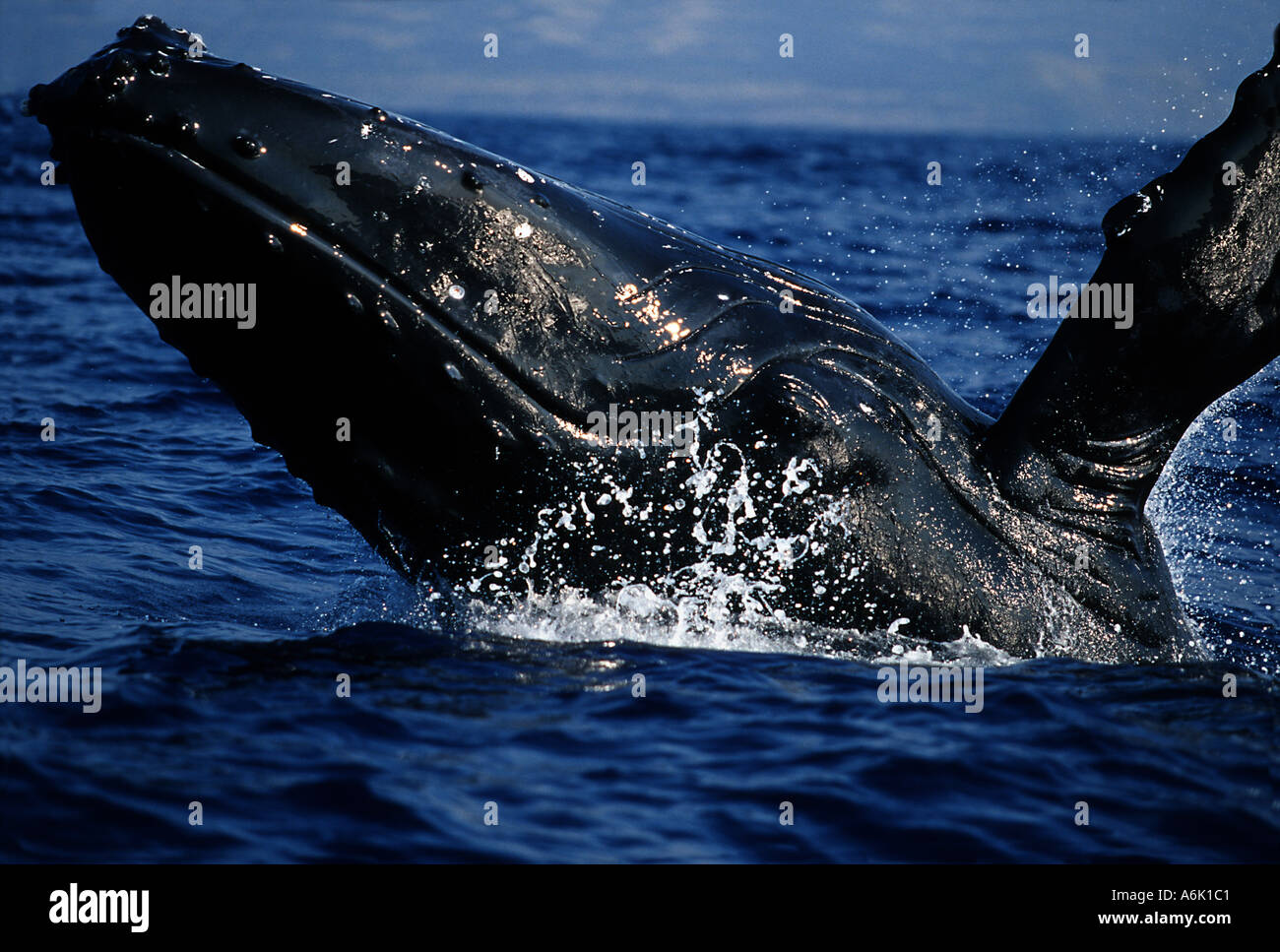 BREACHING HUMPBACK WHALE Megaptera novaeangliae. HAWAII Stock Photo - Alamy