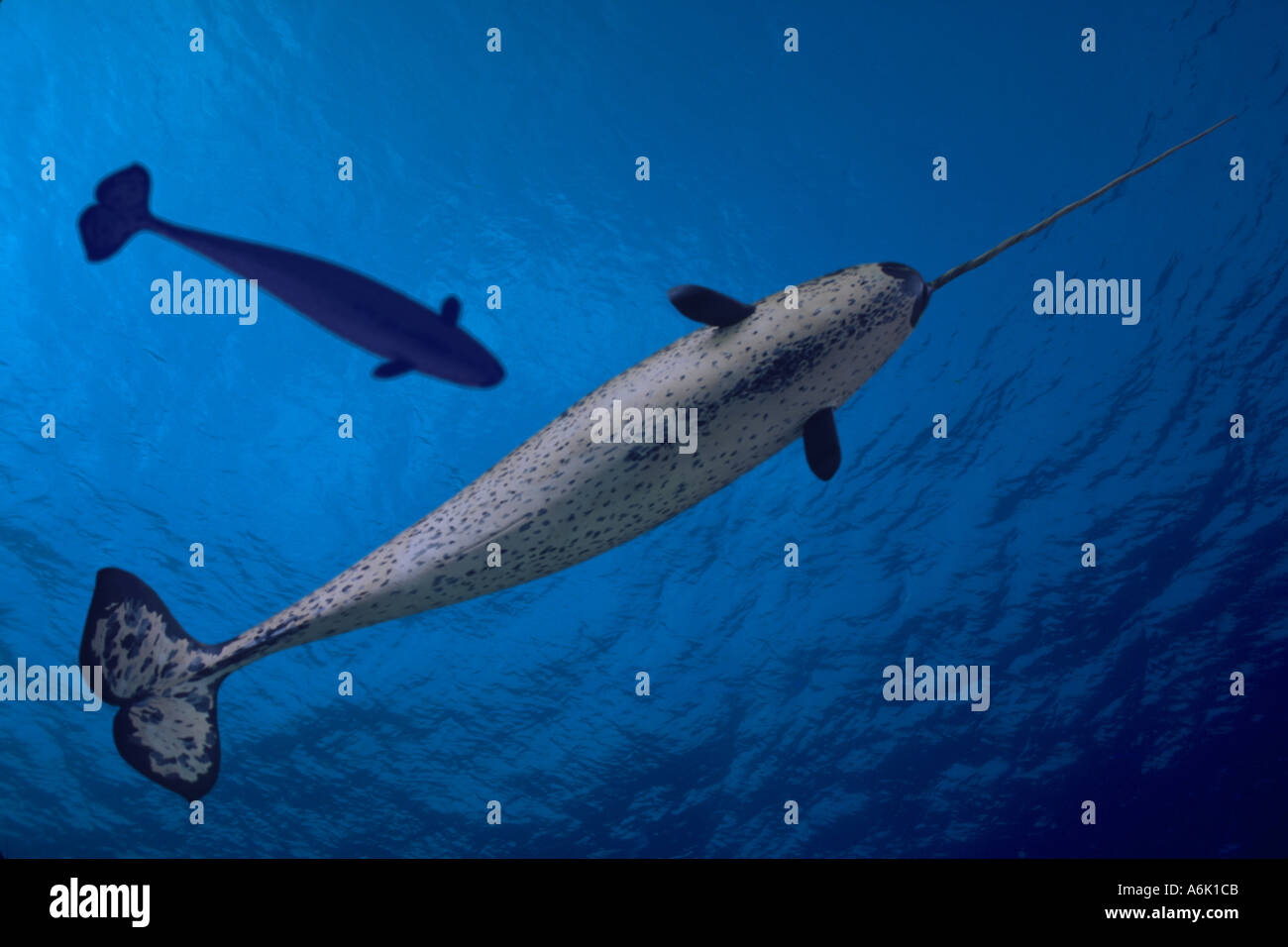 NARWHAL Monodon monoceros Stock Photo - Alamy