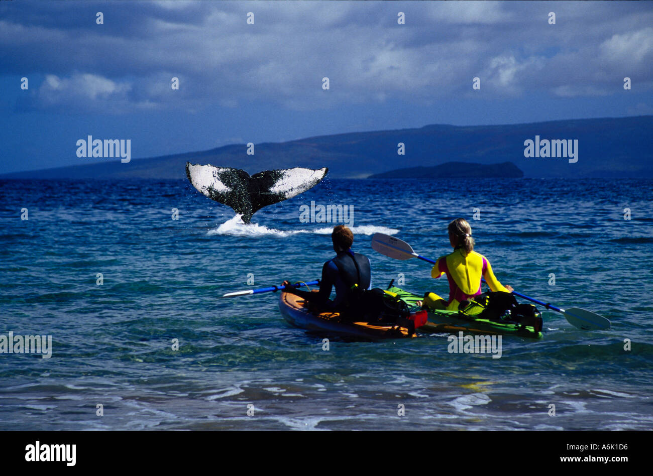 KAYAKING COUPLE AND HUMPBACK WHALE Megaptera novaeangliae HAWAII. Stock Photo