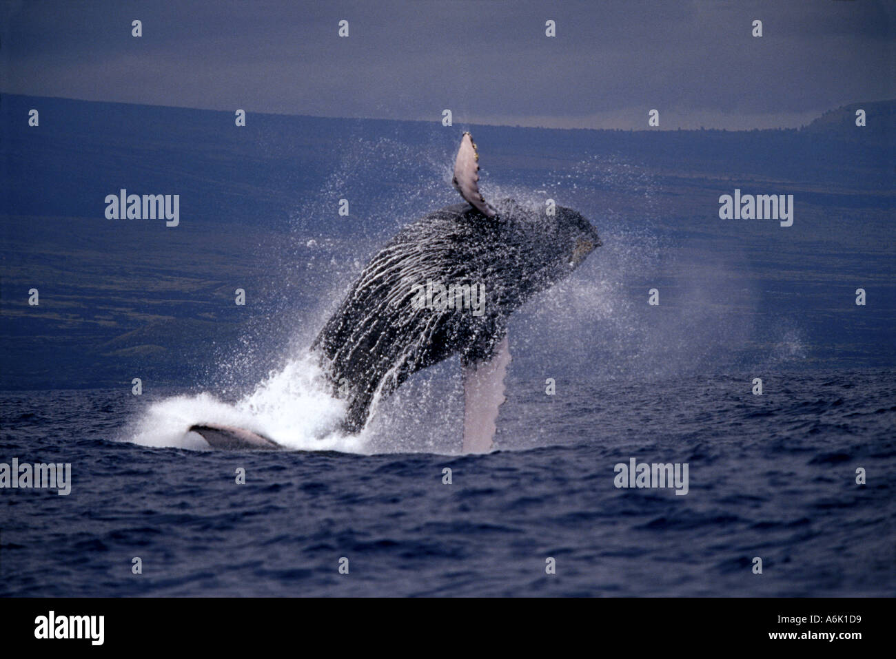 BREACHING HUMPBACK WHALE Megaptera novaeangliae. HAWAII Stock Photo - Alamy