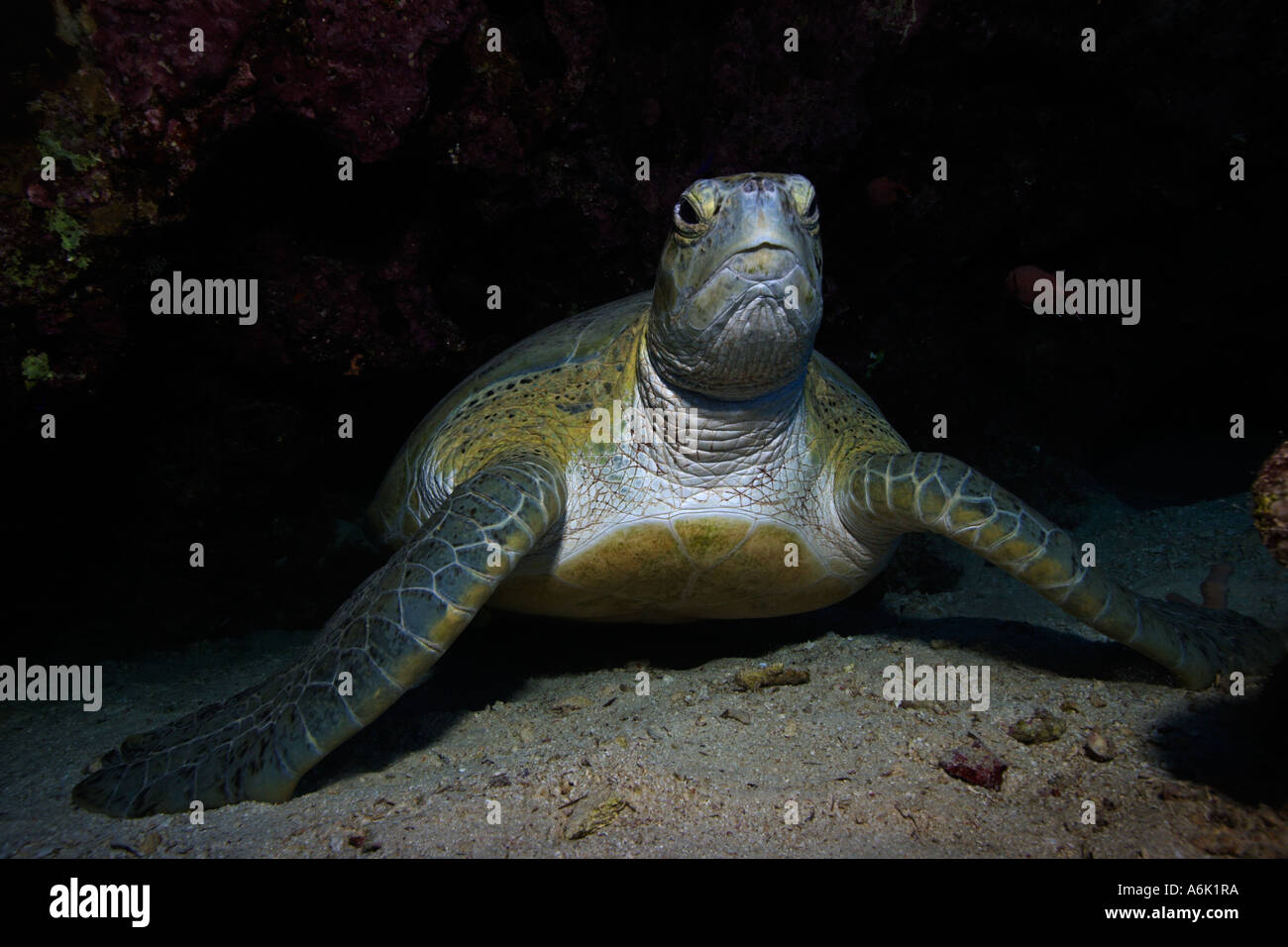 Green sea turtle, Chelonia mydas, Red Sea  Egypt Stock Photo