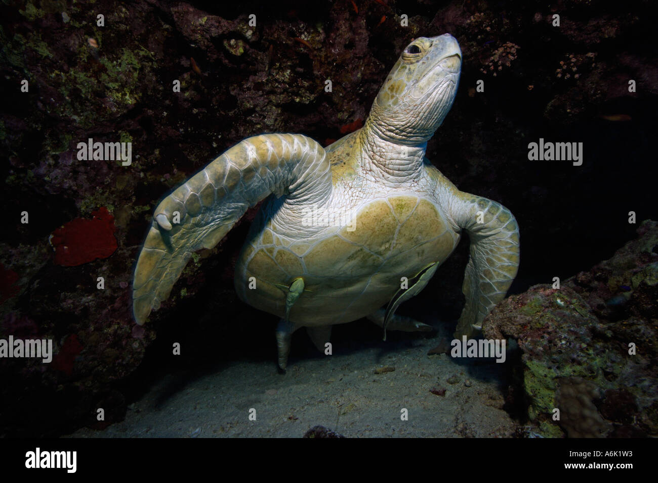 Green sea turtle, Chelonia mydas, Red Sea  Egypt Stock Photo