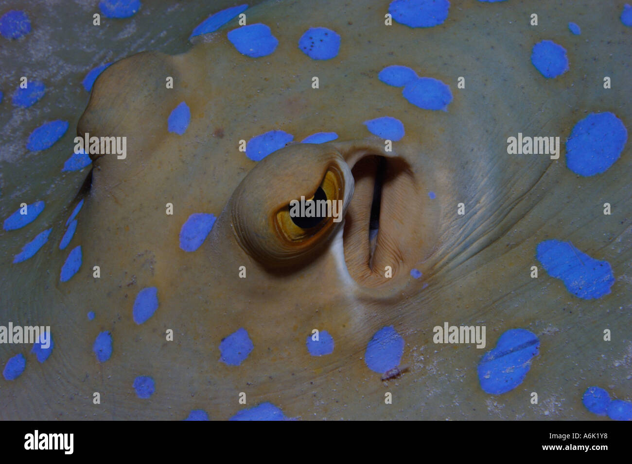 Blue spotted stingray , Taeniura lymma Stock Photo