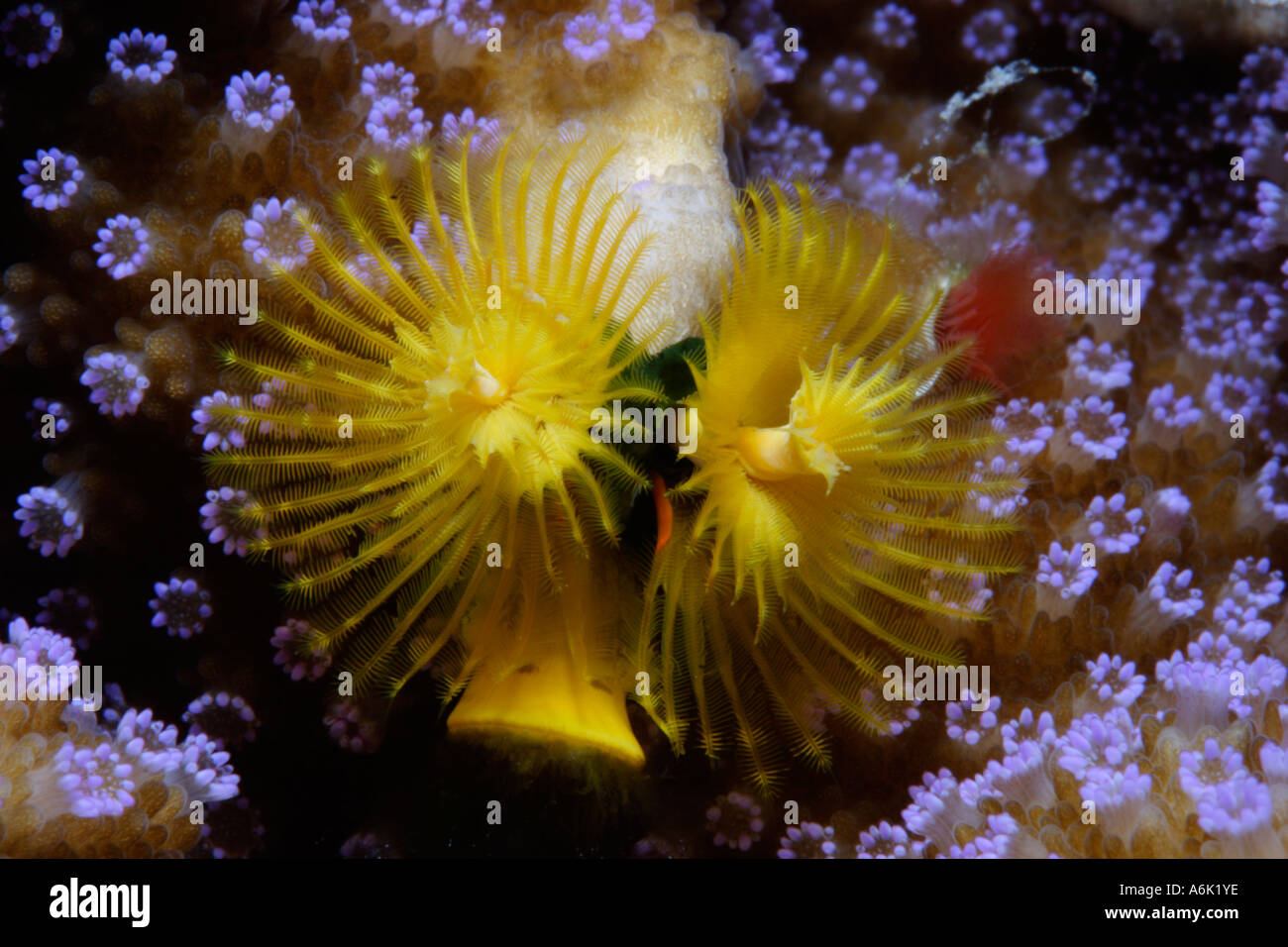 Christmastree Worm High Resolution Stock Photography and Images - Alamy