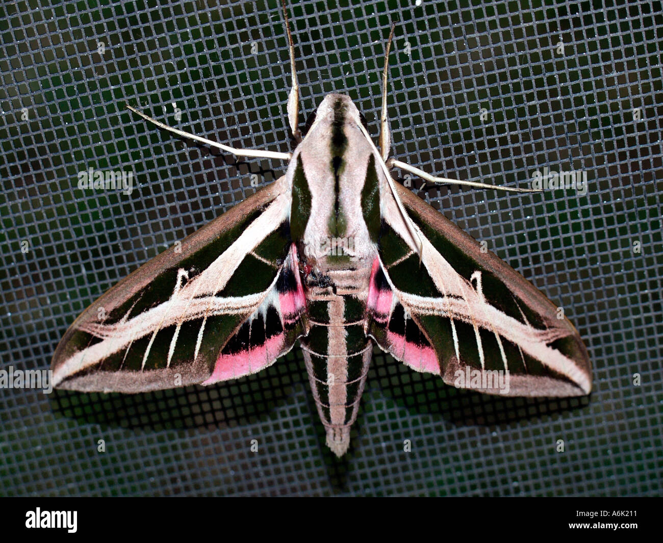 Large banded sphinx moth Eumorpha fasciatus shot in Florida Stock Photo