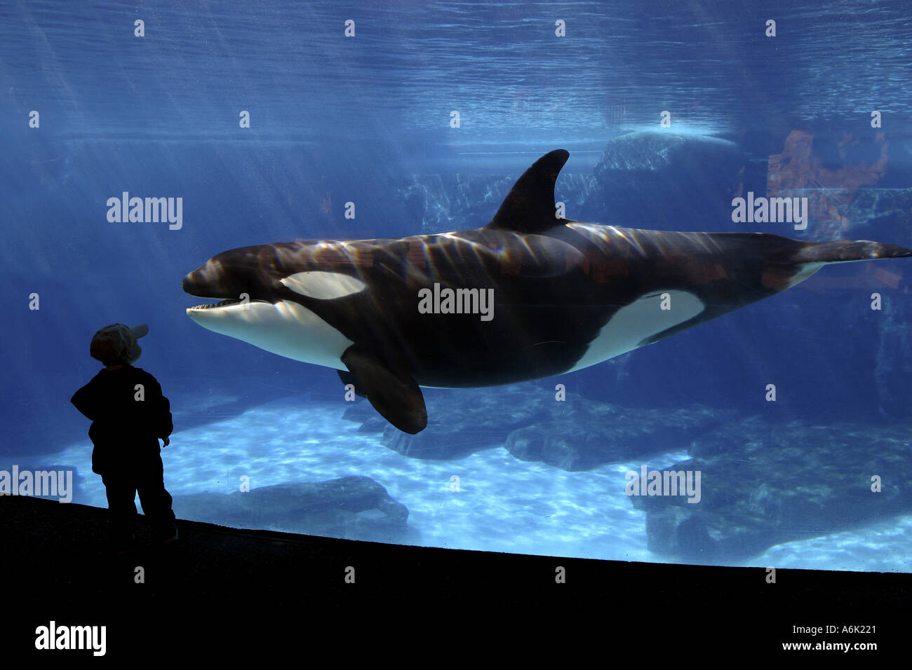 YOUNG BOY (MR) AND ORCA KILLER WHALE Orcinus orca Stock Photo - Alamy, image size:1300x956