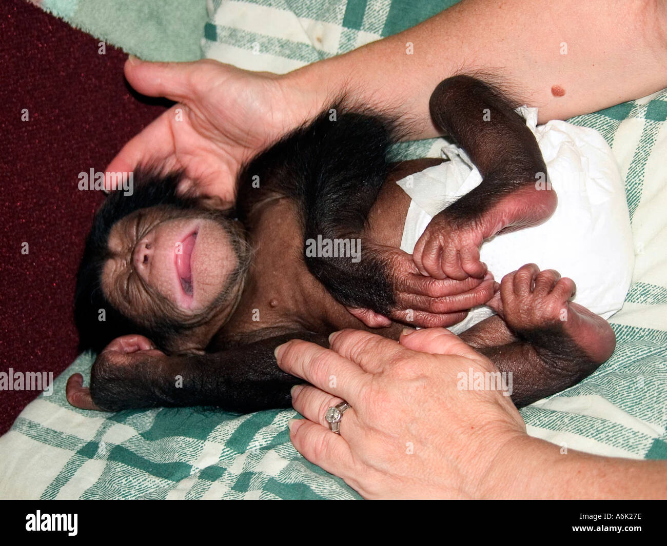 Baby chimp diaper hi-res stock photography and images - Alamy, image size:1300x1065