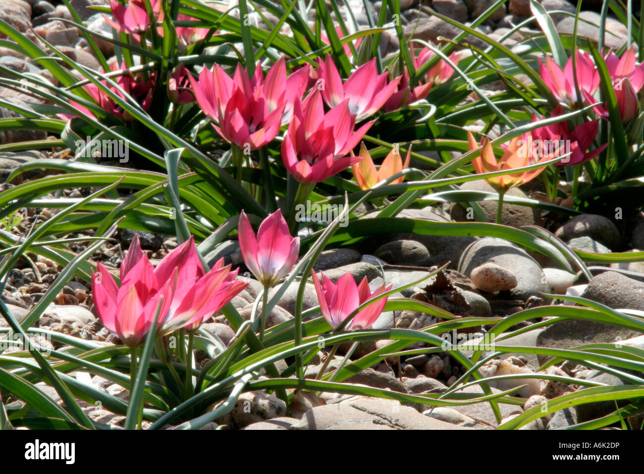 Tulipa humilis Little Beauty (pink)with a few T Little Princess Stock Photo