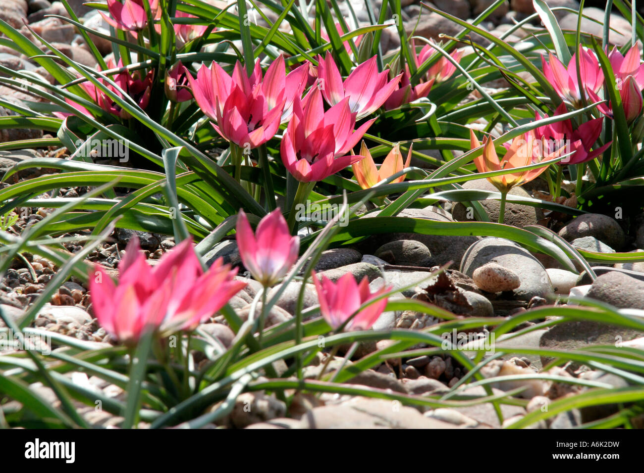 Tulipa humilis Little Beauty (pink)with a few T Little Princess Stock Photo