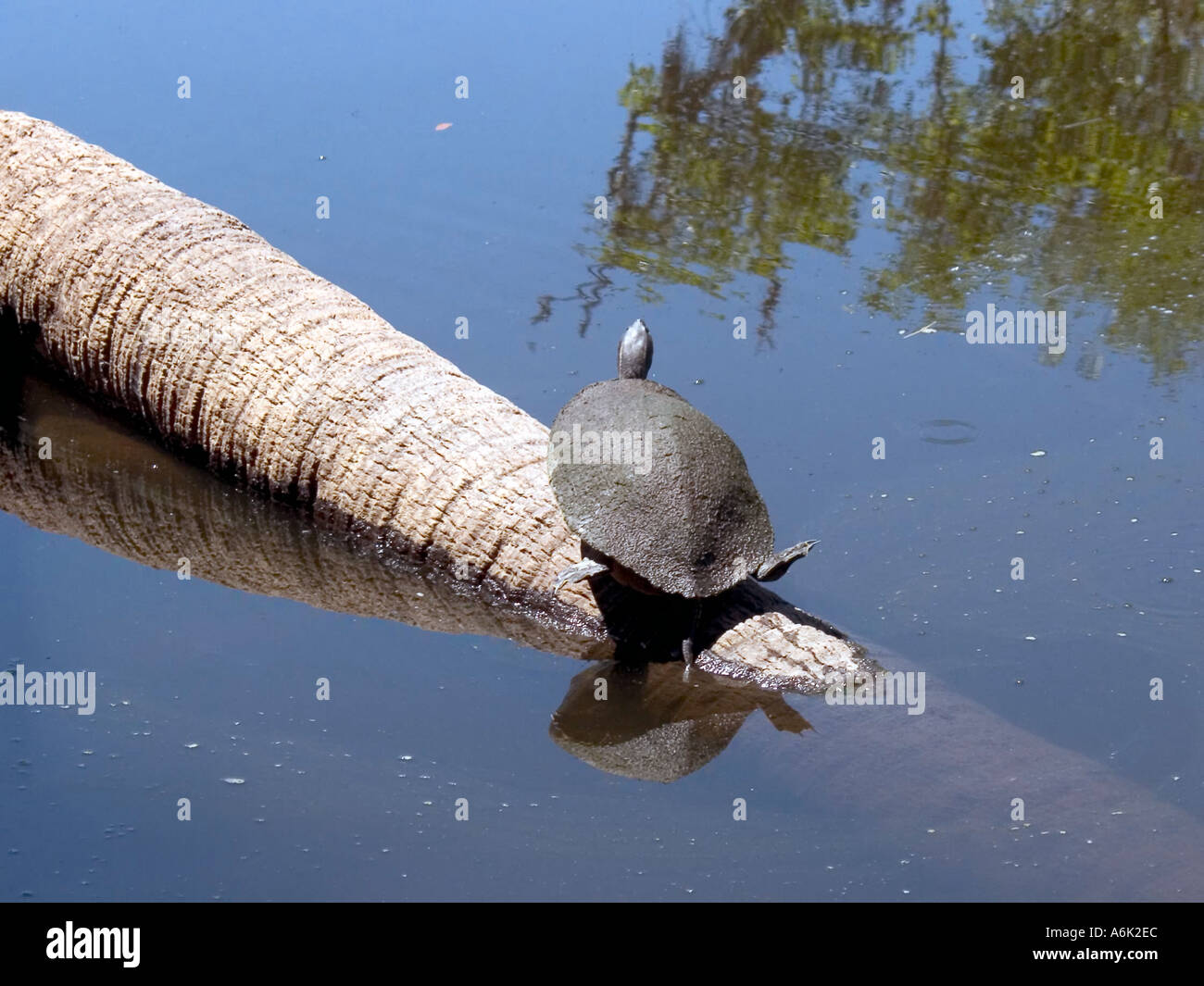 Florida mud turtle resting on a fallen palm tree on the Myakka river in ...