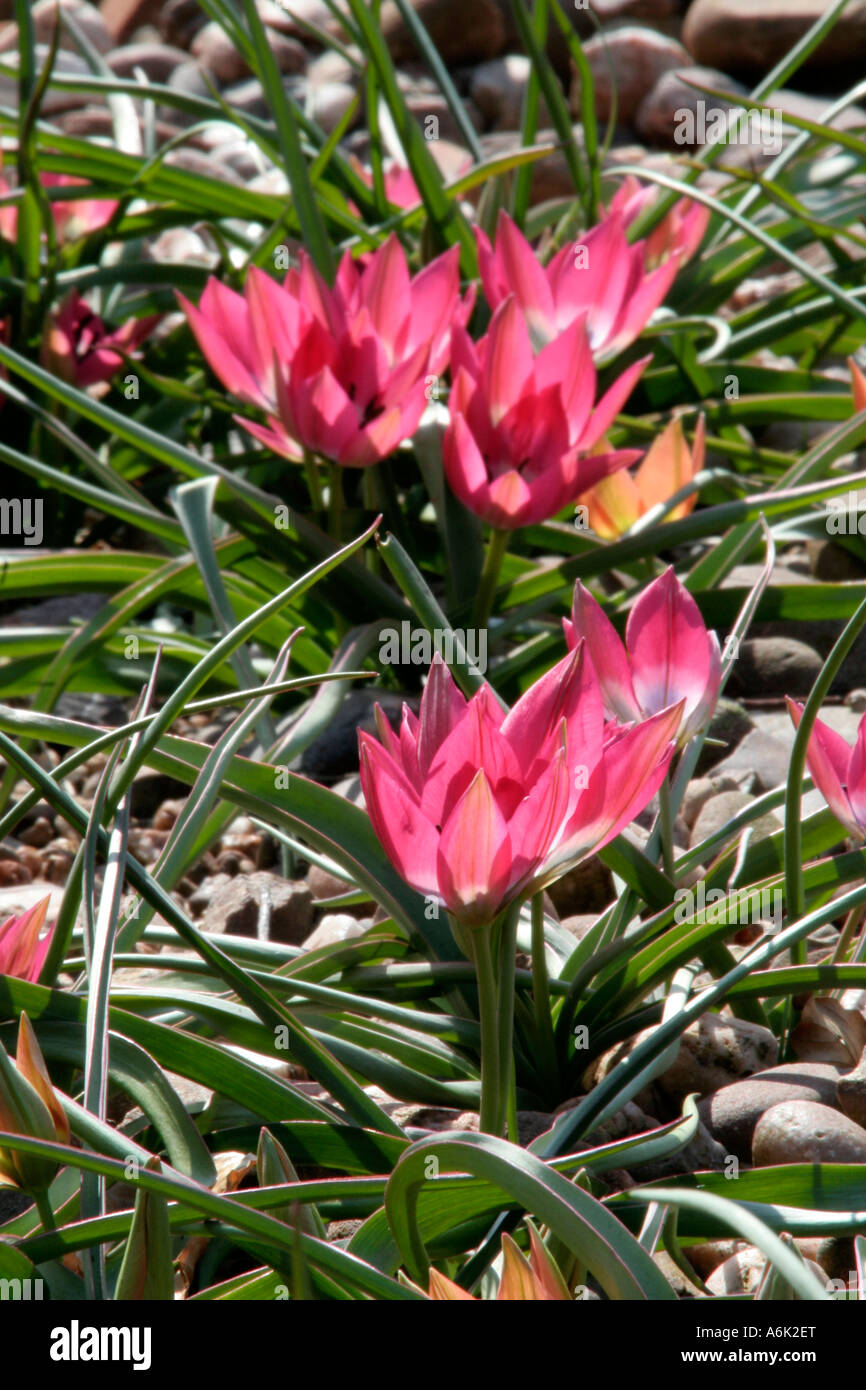 Tulipa humilis Little Beauty (pink) with a few T Little Princess Stock Photo