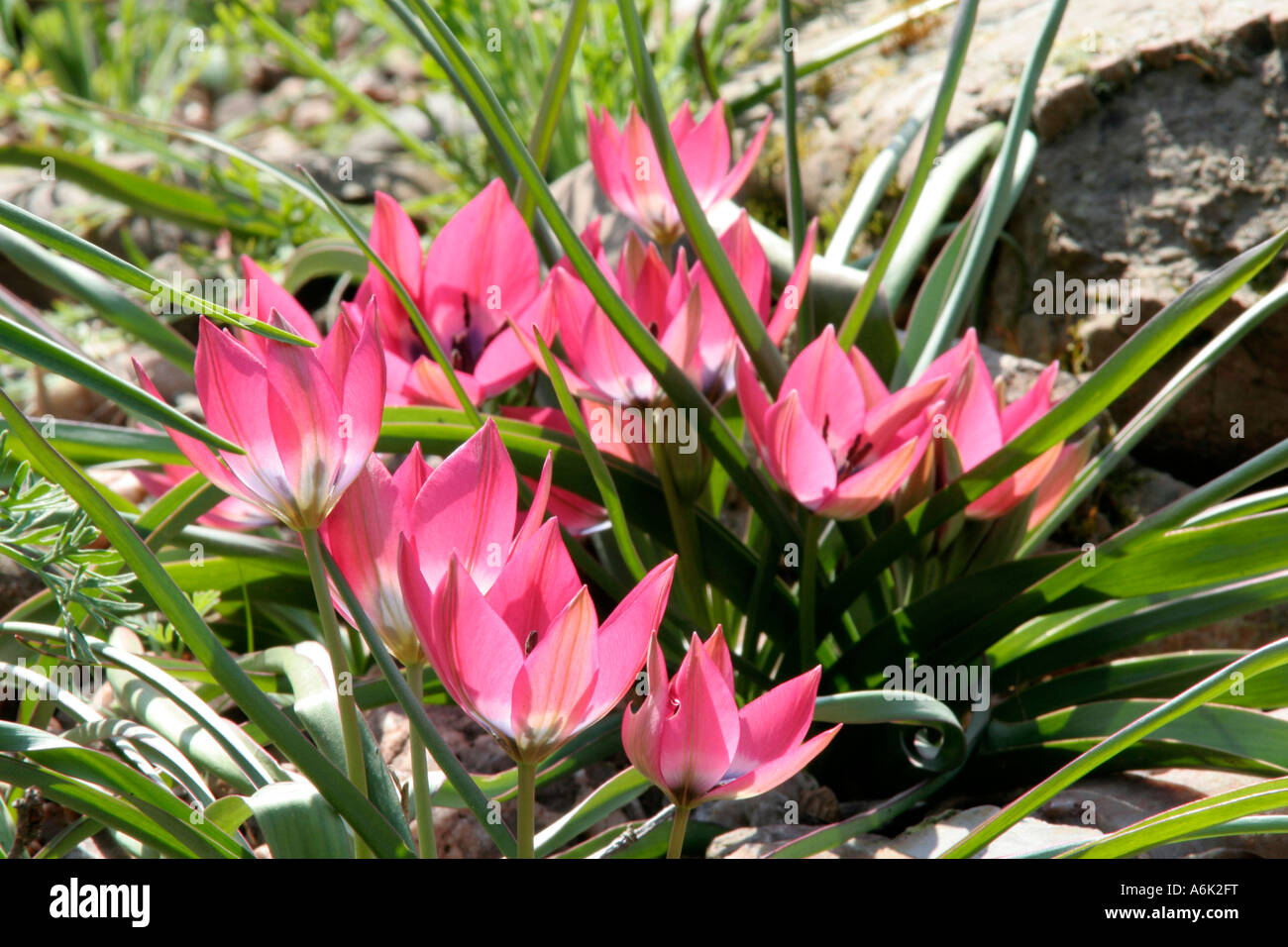 Tulipa humilis Little Beauty Stock Photo