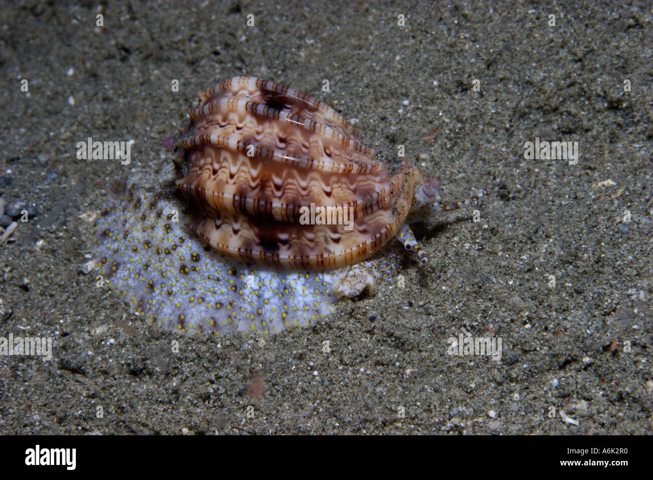 Harpa amouretta colorful seashell on seafloor Stock Photo