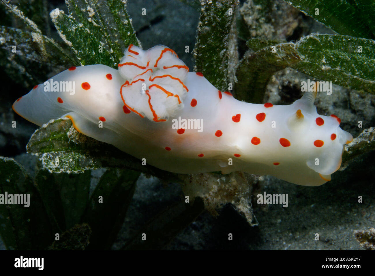 Gymnodoris ceylonica, orange white nudibranch on seagrass, Red Sea Egypt Stock Photo