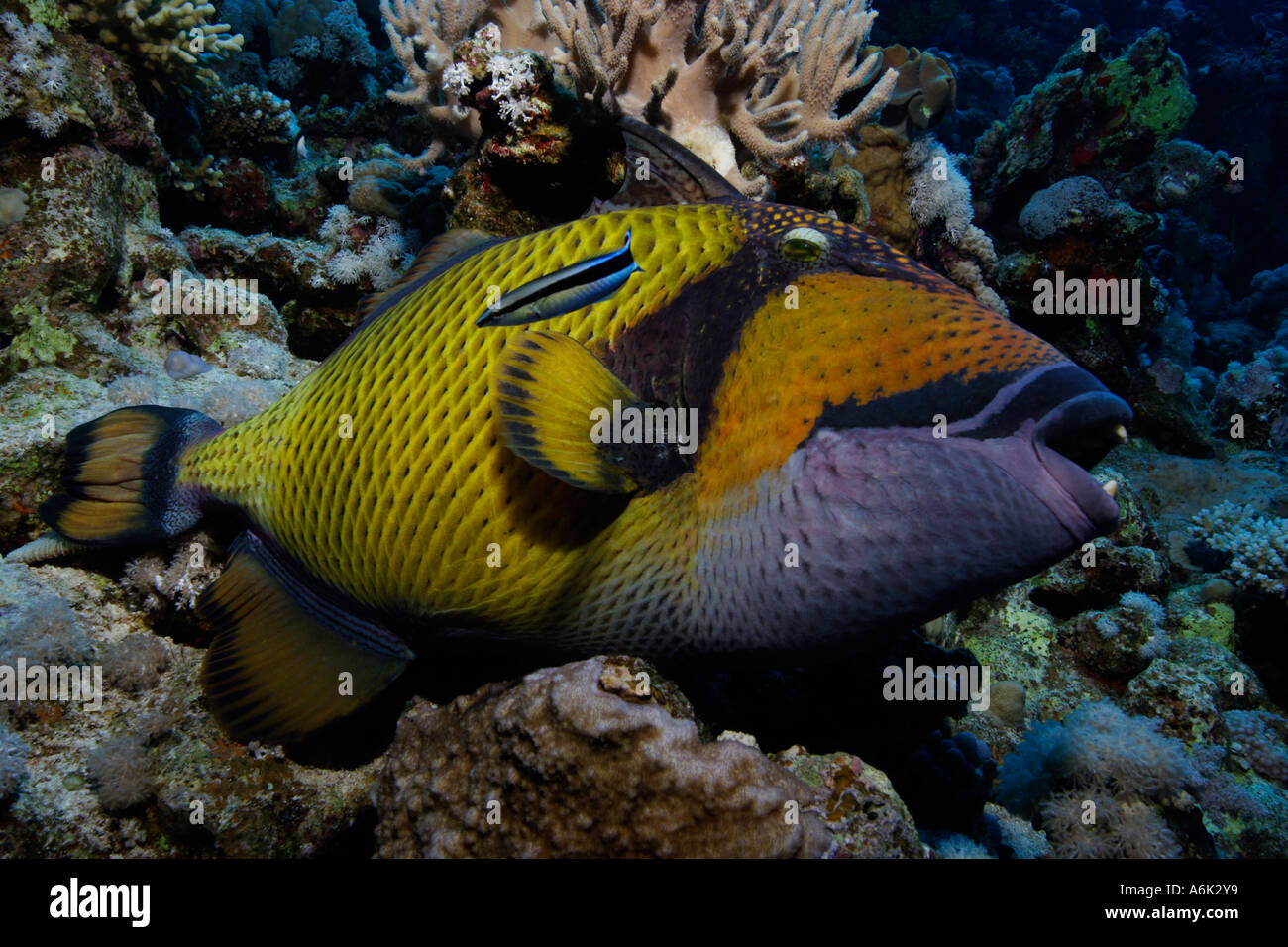 Balistoides viridescens, giant triggerfish with cleaner wrasse in coral reef Stock Photo