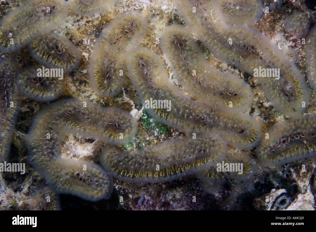 freshwater bryozoan Cristatella mucedo Stock Photo