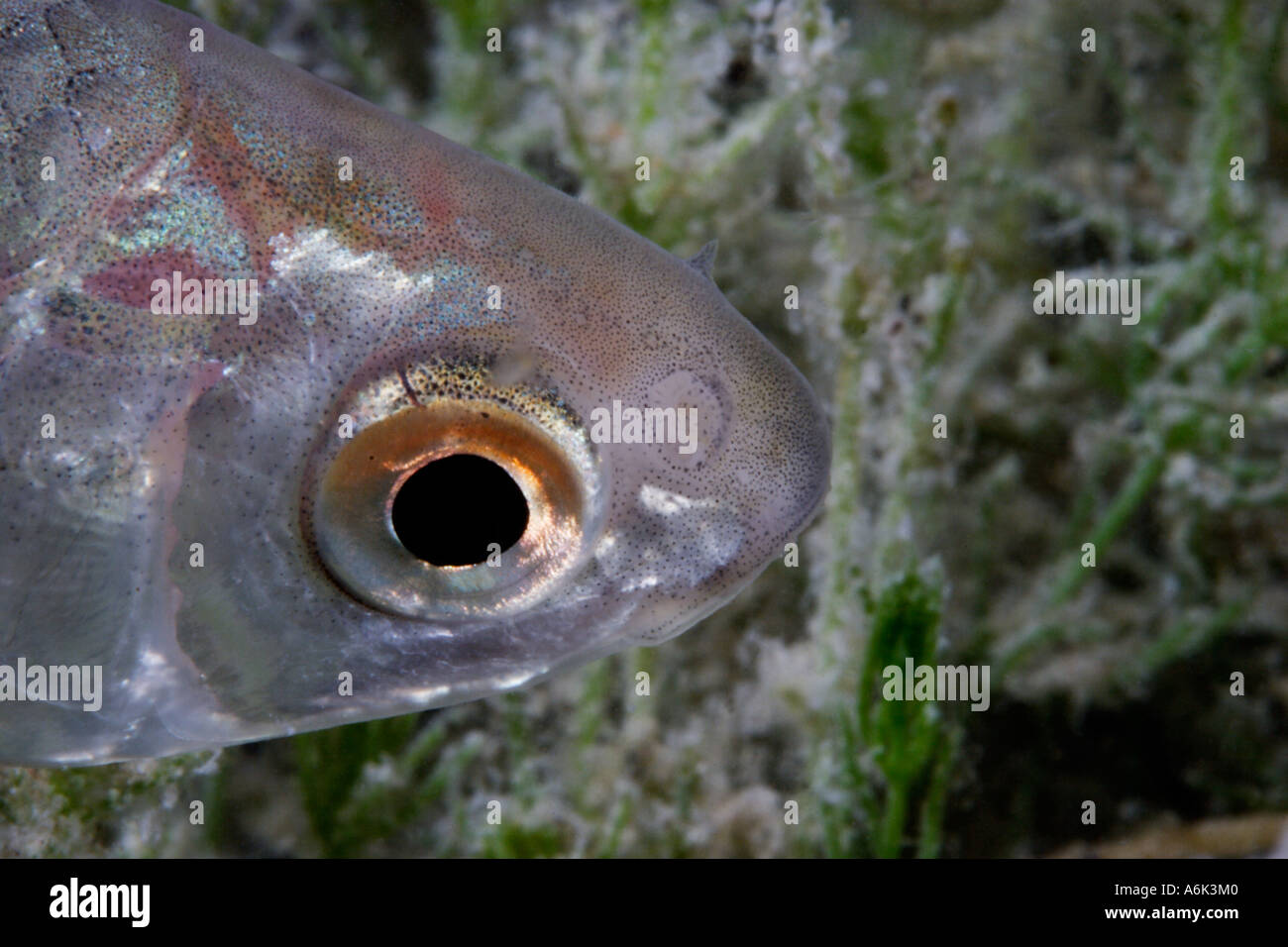 Rutilus roach hi-res stock photography and images - Alamy