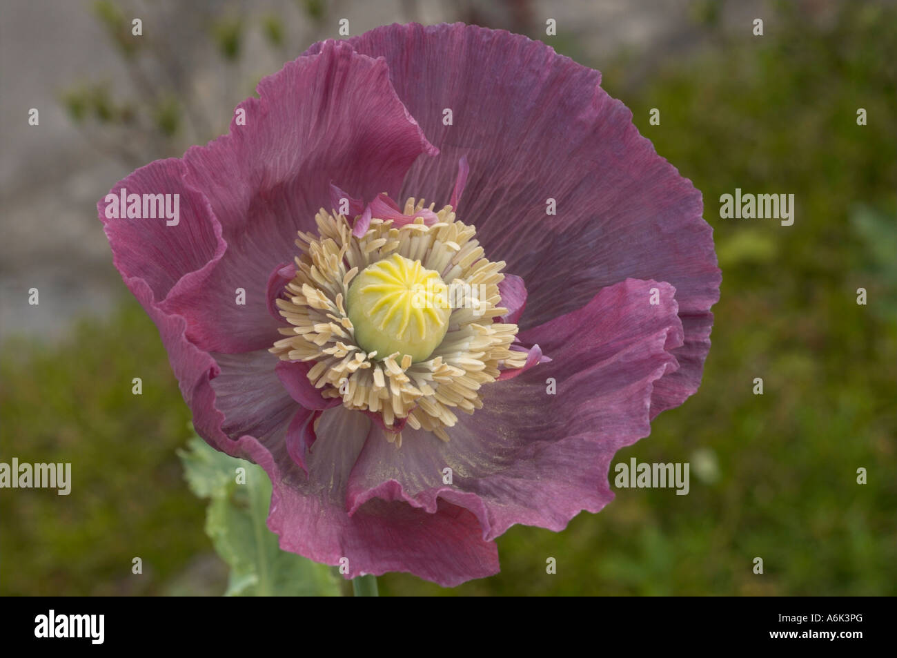 poppy in bloom Stock Photo Alamy