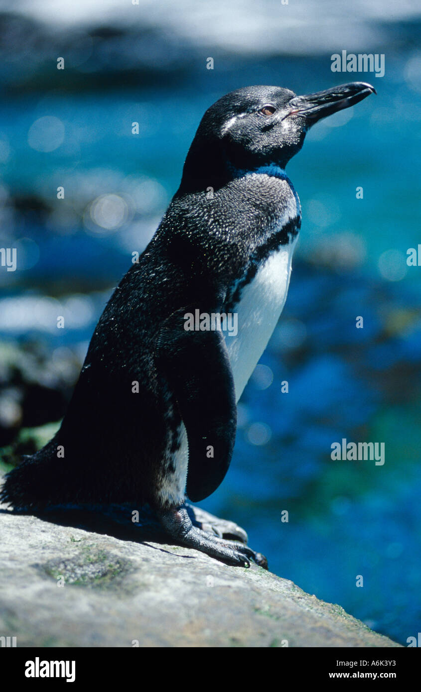 Galapagos-Penguin Spheniscus mendiculus Stock Photo