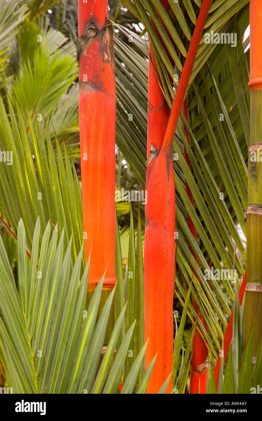 Lipstick palm sealing wax palm Cyrtostachys renda red stem tropical