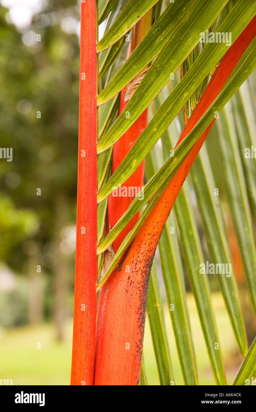picture Cyrtostachys Renda Leaf https www alamy com stock photo lipstick palm sealing wax palm cyrtostachys renda red stem tropical 11595282 html